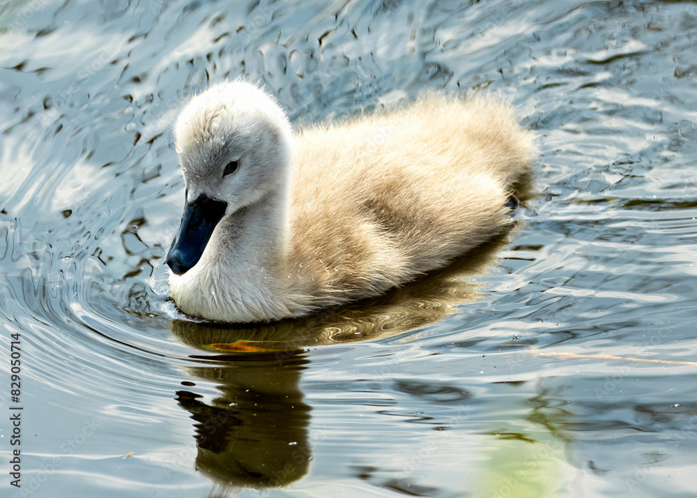 Mute Swan Cygnet (Cygnus olor) - Commonly Found in Europe, Asia, and North America Mute Swan Cygnet (Cygnus olor) - Commonly Found in Europe, Asia, and North America