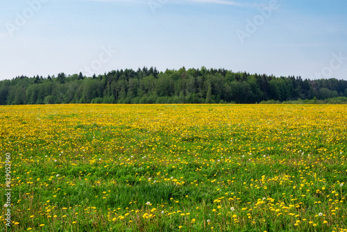 Sunny floral landscape with yellow wildflowers on a forest background
