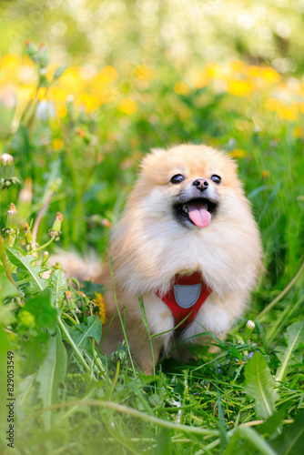 A smiling Pomeranian dog in the grass . A red - haired Pomeranian . A pet on a walk. Photo for the cover . Photo of an animal for printed products . Green grass in the park
