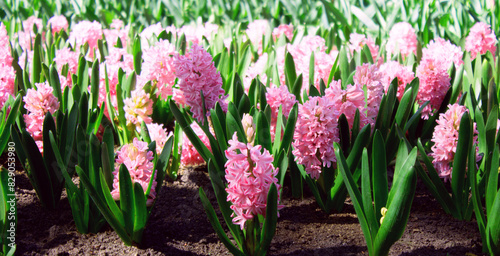 Background pink hyacinth flowering in spring field. Close-up of purple hyacinth flower meadow. Many pink hyacinth flowers in winter garden. Early spring hyacint flowers as background or greeting card. photo