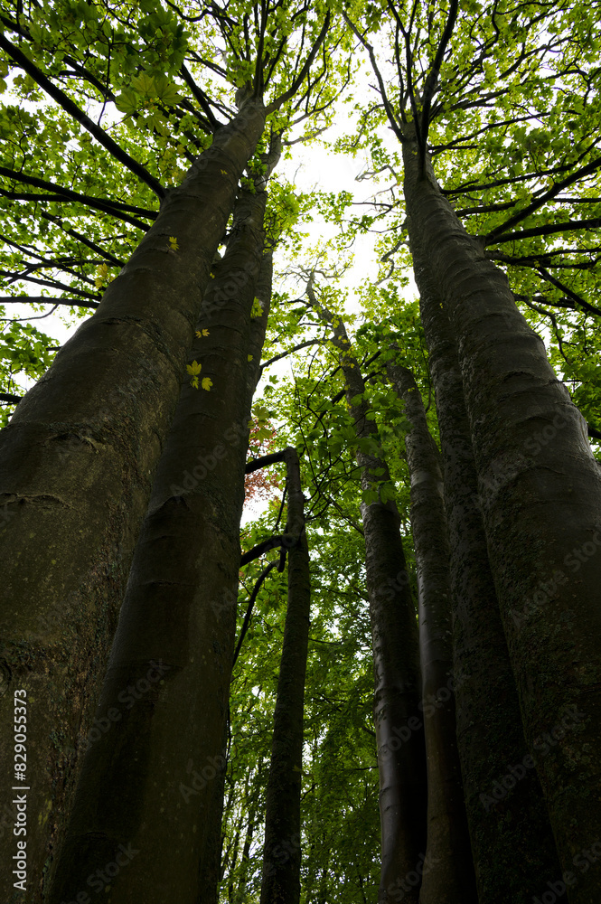 Fototapeta premium Very tall trees seen from below