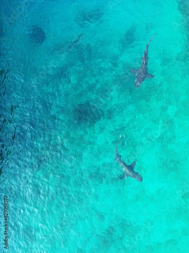 Two sharks seen from above 