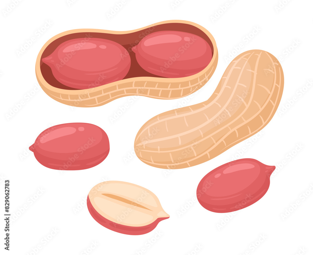 Cartoon peanuts. Delicious tasty peanuts snack, raw peanut in shell flat vector illustration. Crunchy peanuts nuts on white Cartoon peanuts. Delicious tasty peanuts snack, raw peanut in shell flat vector illustration. Crunchy peanuts nuts on white