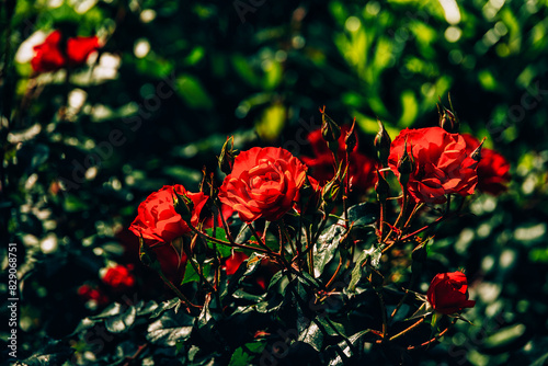 rose flower on a bush in a summer garden photo