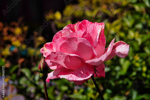 rose flower on a bush in a summer garden photo