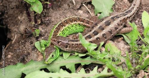Zauneidechsen im Garten im Sommer, 4k