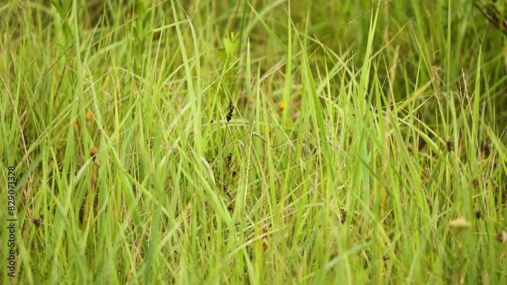 Carex nigra is perennial species of plants in family Cyperaceae native to wetlands of Europe, western Asia, northwestern Africa, and eastern North America. Carex nigra is perennial species of plants in family Cyperaceae native to wetlands of Europe, western Asia, northwestern Africa, and eastern North America.