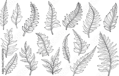 Outline set of wild forest plants, leaves and young ferns photo
