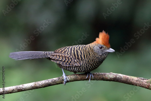 Female Tufted Antshrike (Mackenziaena severa), isolated, perched on a branch, uncleared