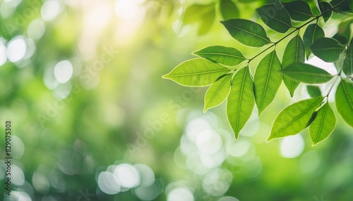 close up of nature view green millingtonia hortensis leaf on blurred greenery background with bokeh and copy space using as background natural plants landscape ecology wallpaper concept