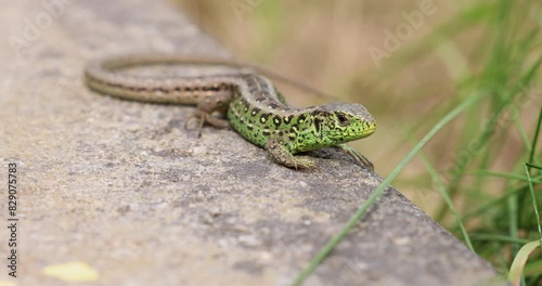 Zauneidechsen im Garten im Sommer, 4k