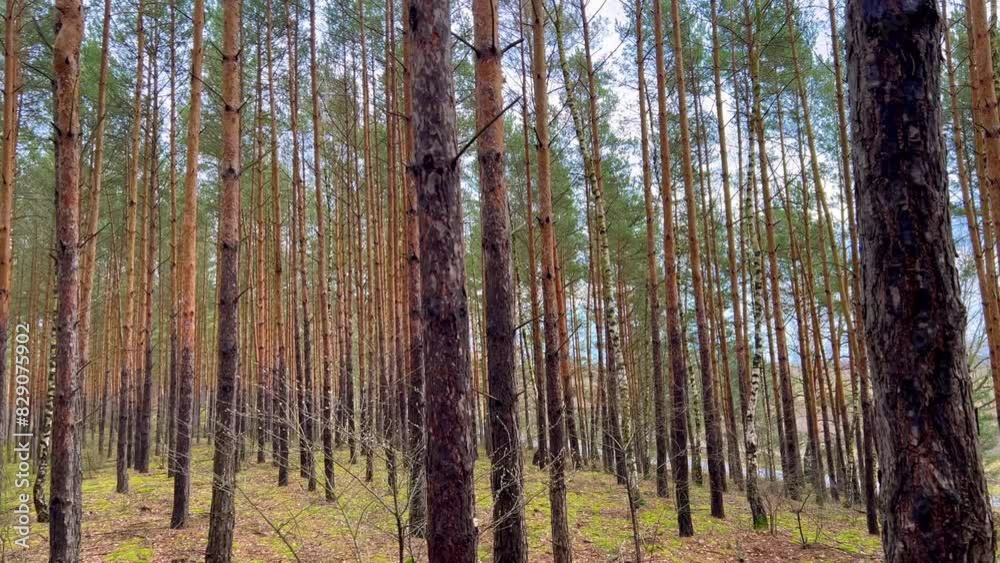 Close-up of pine tree trunks, background with straight brown trunks, branches with green needles at the top and left, panoramic view Close-up of pine tree trunks, background with straight brown trunks, branches with green needles at the top and left, panoramic view