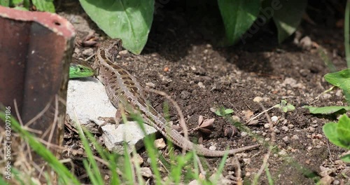 Zauneidechsen im Garten im Sommer, 4k