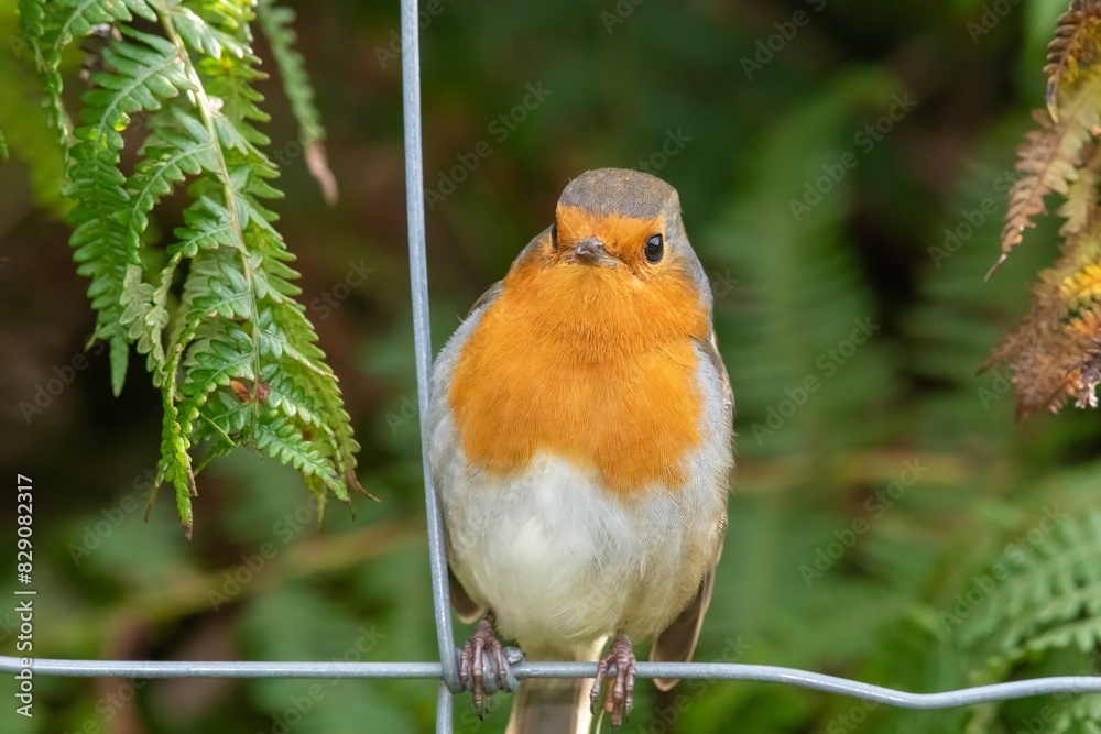 Portrait of a European robin (erithacus rubecula) perching on a wire fence Portrait of a European robin (erithacus rubecula) perching on a wire fence