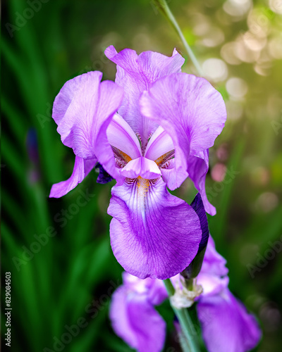 Closeup image of Purple Bearded Iris Flower