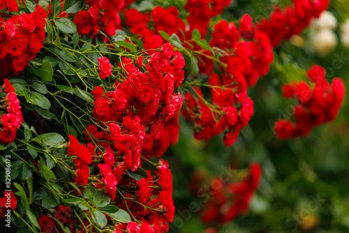 A bunch of red flowers are in full bloom
