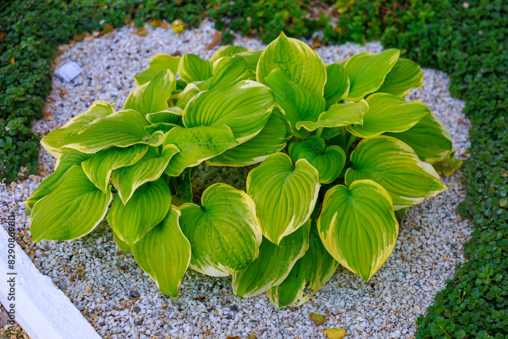 Obraz na plátně A plant with green leaves is growing on a rocky surface
