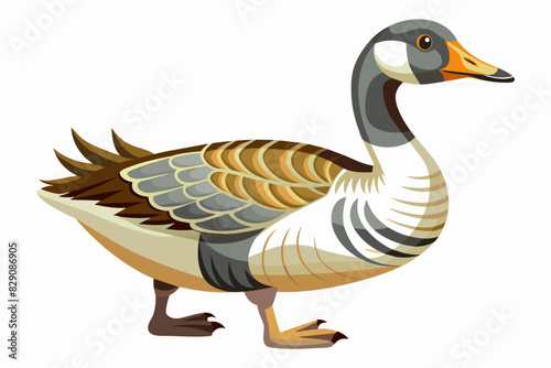 Canadian goose with detailed feathers isolated on white background. Bird, wildlife, nature, ornithology concept.
