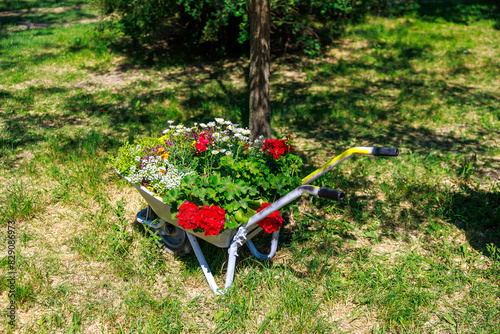 A wheelbarrow filled with flowers is sitting in a grassy field