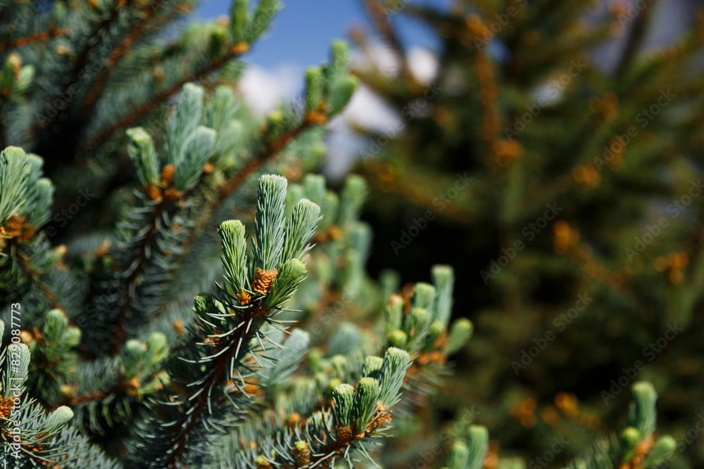 Close up of fresh light green young shoots, fir tree needles on tree, springtime. Close up of fresh light green young shoots, fir tree needles on tree, springtime.
