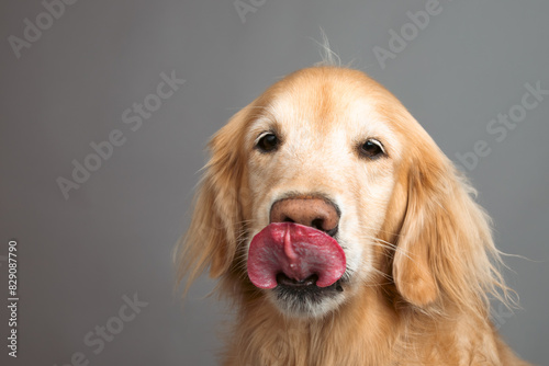 Portrait of a golden retriever licking its lips in front of a grey background photo