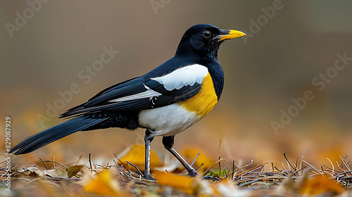 adult male Yellowbilled Magpie Pica nuttalli with black and white plumage and a yellow bill native to the United States North America photo