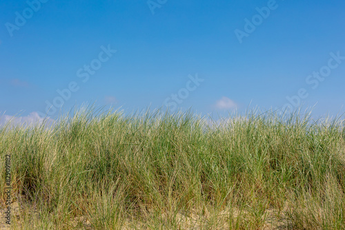 The dunes or dyke at Dutch north sea coast, European marram grass (beach grass) on the sand dune with blue sky as backdrop, Nature pattern texture background, North Holland, Netherlands.