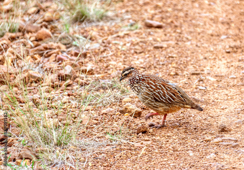 crested francolin walking on sand trying to hide in the grass in the african bush crested francolin walking on sand trying to hide in the grass in the african bush