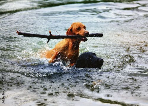 Two wet labradors retrieving a stick in a river, Switzerland