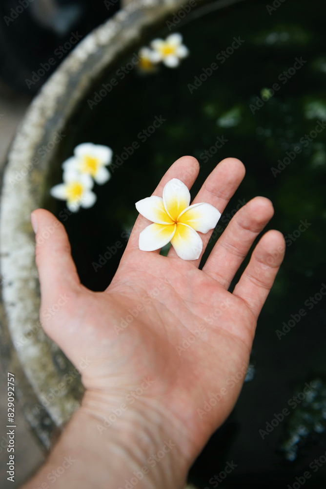 Personal perspective of a man's hand holding a frangipani flower over a water feature Personal perspective of a man's hand holding a frangipani flower over a water feature