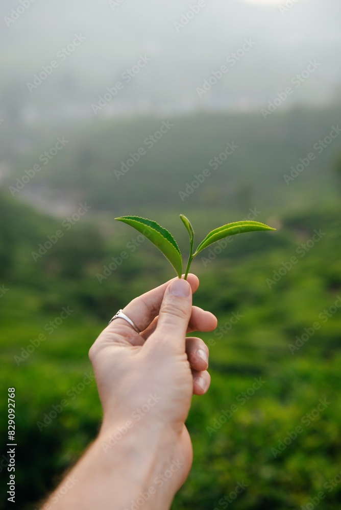 Personal perspective of a man standing in a tea plantation holding a tea leaf, Nuwara Eliya, Central Province, Sri Lanka Personal perspective of a man standing in a tea plantation holding a tea leaf, Nuwara Eliya, Central Province, Sri Lanka