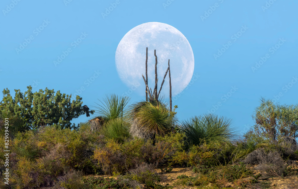 Full moon over lush outback landscape, Perth, Western Australia, Australia
