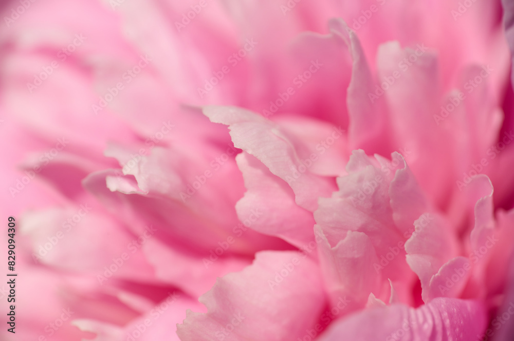 Beautiful pink peony petals with shallow depth of field. Macro photo Beautiful pink peony petals with shallow depth of field. Macro photo