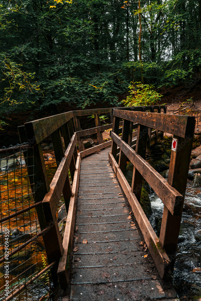 Obraz premium wooden bridge in the forest