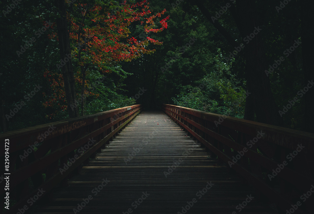 Lonely bridge in a softly light forest at the end of summer as the leaves begin to turn red.