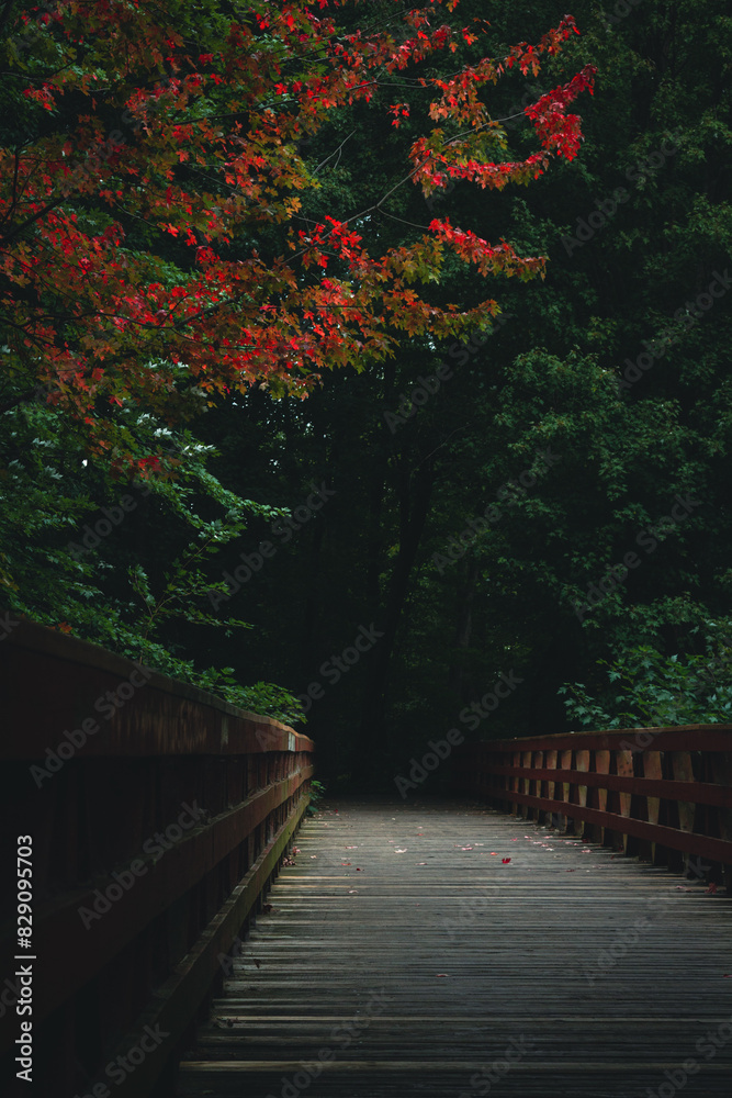 Lonely bridge in a softly light forest at the end of summer as the leaves begin to turn red. Lonely bridge in a softly light forest at the end of summer as the leaves begin to turn red.