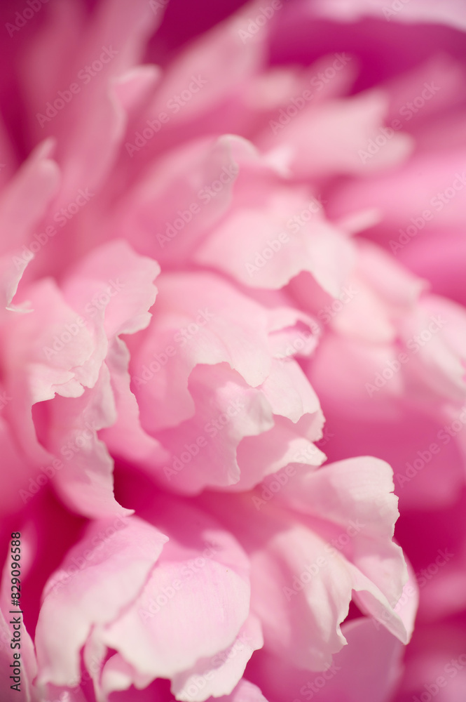 Beautiful pink peony petals with shallow depth of field. Vertical shot. Macro photo