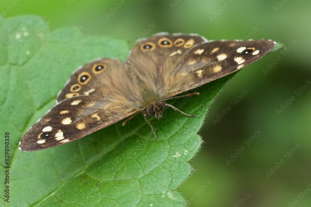 Fototapeta premium Extreme facial closeup on the Speckled wood butterfly, Pararge aegeria in the garden