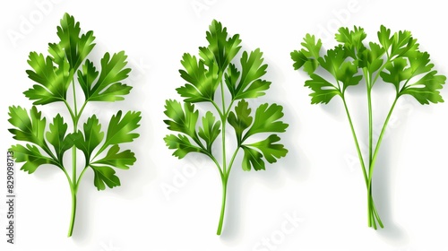 Photo of Parsley Isolated on White