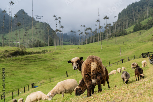 rebaño de ovejas pastando en la granja  photo