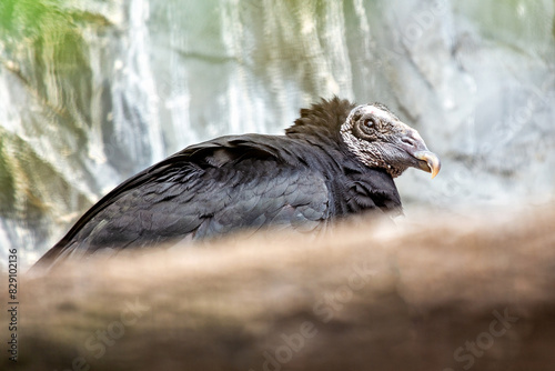 Black Vulture (Coragyps atratus) - Commonly Found in the Americas. photo