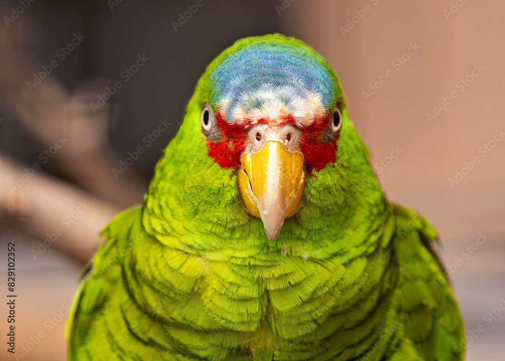White-fronted Amazon (Amazona albifrons) - Commonly Found in Central America