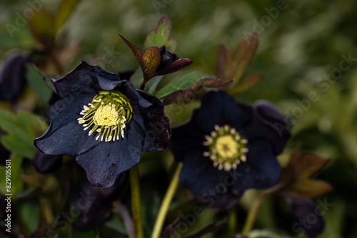 Fototapeta Naklejka Na Ścianę i Meble -  Black flower with yellow centers of a hellebore plant blooming in a winter garden
