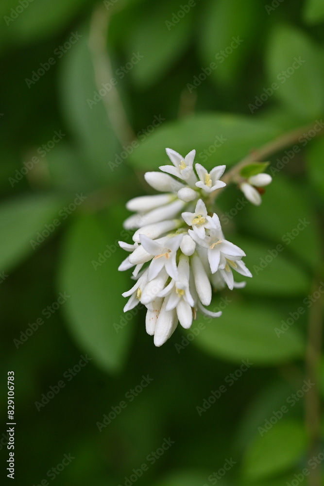 Border privet ( Ligustrum obtusifolium ) flowers. Oleaceae deciduous shrub. Blooms in dense clusters of fragrant, tubular white flowers in early summer. Border privet ( Ligustrum obtusifolium ) flowers. Oleaceae deciduous shrub. Blooms in dense clusters of fragrant, tubular white flowers in early summer.