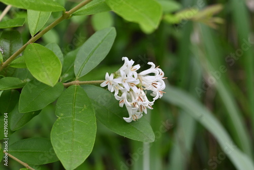 Border privet ( Ligustrum obtusifolium ) flowers. Oleaceae deciduous shrub. Blooms in dense clusters of fragrant, tubular white flowers in early summer.
