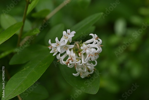 Border privet ( Ligustrum obtusifolium ) flowers. Oleaceae deciduous shrub. Blooms in dense clusters of fragrant, tubular white flowers in early summer.