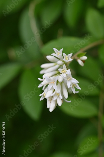 Border privet ( Ligustrum obtusifolium ) flowers. Oleaceae deciduous shrub. Blooms in dense clusters of fragrant, tubular white flowers in early summer.