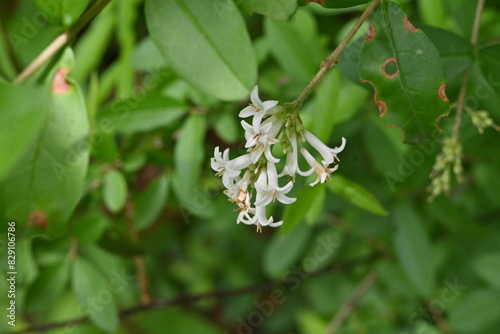 Border privet ( Ligustrum obtusifolium ) flowers. Oleaceae deciduous shrub. Blooms in dense clusters of fragrant, tubular white flowers in early summer.