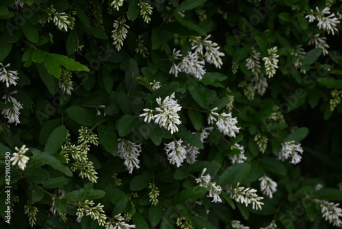 Border privet ( Ligustrum obtusifolium ) flowers. Oleaceae deciduous shrub. Blooms in dense clusters of fragrant, tubular white flowers in early summer.
