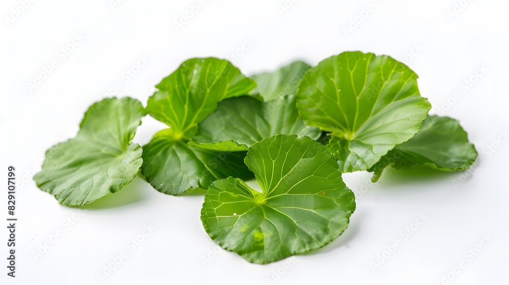 Close up Gotu kola or Centella asiatica leaves isolated on transparent background, Asian organic Herb and spice concept, Natural organic healthy plant Close up Gotu kola or Centella asiatica leaves isolated on transparent background, Asian organic Herb and spice concept, Natural organic healthy plant